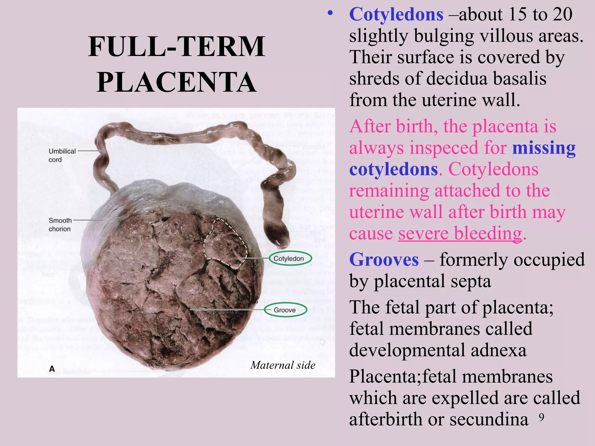 9
FULL-TERM
PLACENTA
• Cotyledons –about 15 to 20
slightly bulging villous areas.
Their surface is covered by
shreds of decidua basalis
from the uterine wall.
• After birth, the placenta is
always inspeced for missing
cotyledons. Cotyledons
remaining attached to the
uterine wall after birth may
cause severe bleeding.
• Grooves – formerly occupied
by placental septa
• The fetal part of placenta;
fetal membranes called
developmental adnexa
• Placenta;fetal membranes
which are expelled are called
afterbirth or secundina
Maternal side
 