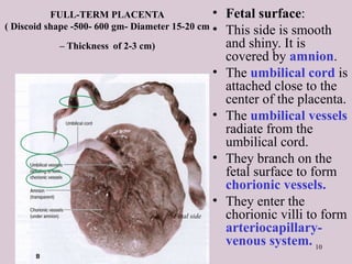 10
FULL-TERM PLACENTA
( Discoid shape -500- 600 gm- Diameter 15-20 cm
– Thickness of 2-3 cm)
• Fetal surface:
• This side is smooth
and shiny. It is
covered by amnion.
• The umbilical cord is
attached close to the
center of the placenta.
• The umbilical vessels
radiate from the
umbilical cord.
• They branch on the
fetal surface to form
chorionic vessels.
• They enter the
chorionic villi to form
arteriocapillary-
venous system.
Fetal side
 