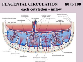 11
PLACENTAL CIRCULATION 80 to 100
each cotyledon - inflow
 