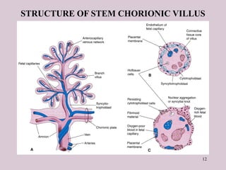 12
STRUCTURE OF STEM CHORIONIC VILLUS
 