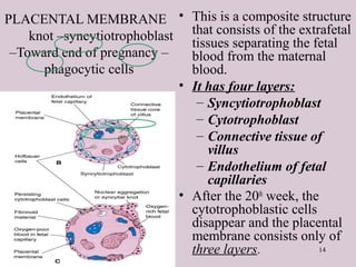 14
PLACENTAL MEMBRANE
knot –syncytiotrophoblast
–Toward end of pregnancy –
phagocytic cells
• This is a composite structure
that consists of the extrafetal
tissues separating the fetal
blood from the maternal
blood.
• It has four layers:
– Syncytiotrophoblast
– Cytotrophoblast
– Connective tissue of
villus
– Endothelium of fetal
capillaries
• After the 20th
week, the
cytotrophoblastic cells
disappear and the placental
membrane consists only of
three layers.
 