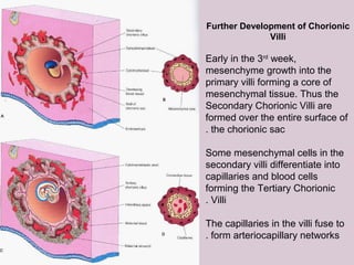 Further Development of Chorionic
Villi
Early in the 3rd
week,
mesenchyme growth into the
primary villi forming a core of
mesenchymal tissue. Thus the
Secondary Chorionic Villi are
formed over the entire surface of
the chorionic sac.
Some mesenchymal cells in the
secondary villi differentiate into
capillaries and blood cells
forming the Tertiary Chorionic
Villi.
The capillaries in the villi fuse to
form arteriocapillary networks.
 