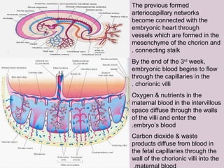 The previous formed
arteriocapillary networks
become connected with the
embryonic heart through
vessels which are formed in the
mesenchyme of the chorion and
connecting stalk.
By the end of the 3rd
week,
embryonic blood begins to flow
through the capillaries in the
chorionic villi.
Oxygen & nutrients in the
maternal blood in the intervillous
space diffuse through the walls
of the villi and enter the
embryo’s blood.
Carbon dioxide & waste
products diffuse from blood in
the fetal capillaries through the
wall of the chorionic villi into the
 
