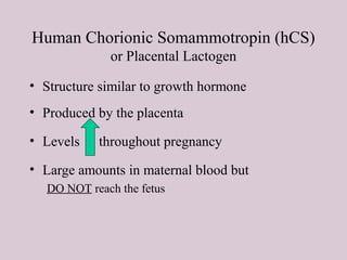 Human Chorionic Somammotropin (hCS)
or Placental Lactogen
• Structure similar to growth hormone
• Produced by the placenta
• Levels throughout pregnancy
• Large amounts in maternal blood but
DO NOT reach the fetus
 