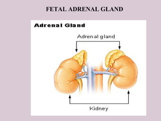 FETAL ADRENAL GLAND
 