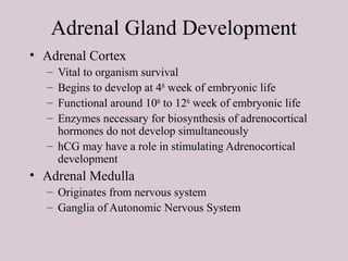 Adrenal Gland Development
• Adrenal Cortex
– Vital to organism survival
– Begins to develop at 4th
week of embryonic life
– Functional around 10th
to 12th
week of embryonic life
– Enzymes necessary for biosynthesis of adrenocortical
hormones do not develop simultaneously
– hCG may have a role in stimulating Adrenocortical
development
• Adrenal Medulla
– Originates from nervous system
– Ganglia of Autonomic Nervous System
 
