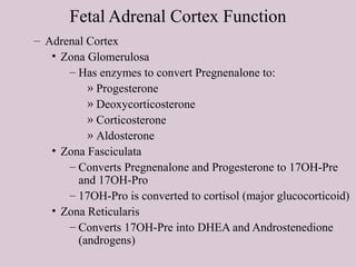 Fetal Adrenal Cortex Function
– Adrenal Cortex
• Zona Glomerulosa
– Has enzymes to convert Pregnenalone to:
» Progesterone
» Deoxycorticosterone
» Corticosterone
» Aldosterone
• Zona Fasciculata
– Converts Pregnenalone and Progesterone to 17OH-Pre
and 17OH-Pro
– 17OH-Pro is converted to cortisol (major glucocorticoid)
• Zona Reticularis
– Converts 17OH-Pre into DHEA and Androstenedione
(androgens)
 
