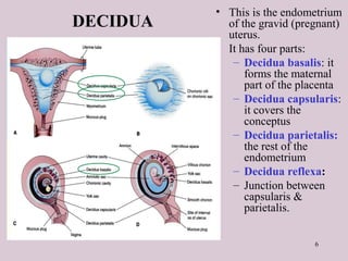6
DECIDUA
• This is the endometrium
of the gravid (pregnant)
uterus.
• It has four parts:
– Decidua basalis: it
forms the maternal
part of the placenta
– Decidua capsularis:
it covers the
conceptus
– Decidua parietalis:
the rest of the
endometrium
– Decidua reflexa:
– Junction between
capsularis &
parietalis.
 