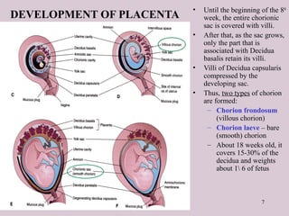 7
DEVELOPMENT OF PLACENTA
• Until the beginning of the 8th
week, the entire chorionic
sac is covered with villi.
• After that, as the sac grows,
only the part that is
associated with Decidua
basalis retain its villi.
• Villi of Decidua capsularis
compressed by the
developing sac.
• Thus, two types of chorion
are formed:
– Chorion frondosum
(villous chorion)
– Chorion laeve – bare
(smooth) chorion
– About 18 weeks old, it
covers 15-30% of the
decidua and weights
about 1 6 of fetus
 