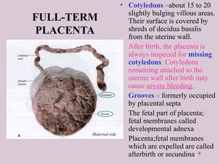 9
FULL-TERM
PLACENTA
• Cotyledons –about 15 to 20
slightly bulging villous areas.
Their surface is covered by
shreds of decidua basalis
from the uterine wall.
• After birth, the placenta is
always inspeced for missing
cotyledons. Cotyledons
remaining attached to the
uterine wall after birth may
cause severe bleeding.
• Grooves – formerly occupied
by placental septa
• The fetal part of placenta;
fetal membranes called
developmental adnexa
• Placenta;fetal membranes
which are expelled are called
afterbirth or secundina
Maternal side
 