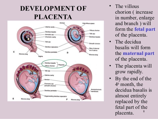 PLACENTA PLACENTA