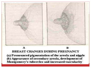 3.physiolosical changes during pregnancy