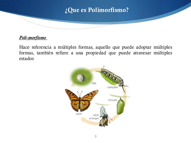 Unidad 4 Herencia Y Polimorfismo - vrogue.co