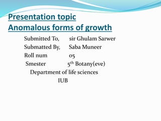 Presentation topic
Anomalous forms of growth
Submitted To, sir Ghulam Sarwer
Submatted By, Saba Muneer
Roll num 05
Smester 5th Botany(eve)
Department of life sciences
IUB
 