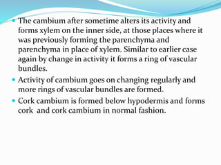  The cambium after sometime alters its activity and
forms xylem on the inner side, at those places where it
was previously forming the parenchyma and
parenchyma in place of xylem. Similar to earlier case
again by change in activity it forms a ring of vascular
bundles.
 Activity of cambium goes on changing regularly and
more rings of vascular bundles are formed.
 Cork cambium is formed below hypodermis and forms
cork and cork cambium in normal fashion.
 