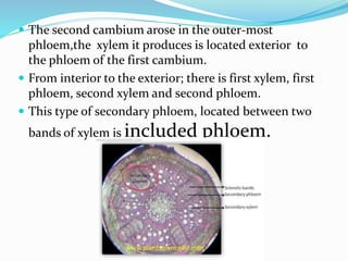 The second cambium arose in the outer-most
phloem,the xylem it produces is located exterior to
the phloem of the first cambium.
 From interior to the exterior; there is first xylem, first
phloem, second xylem and second phloem.
 This type of secondary phloem, located between two
bands of xylem is included phloem.
 
