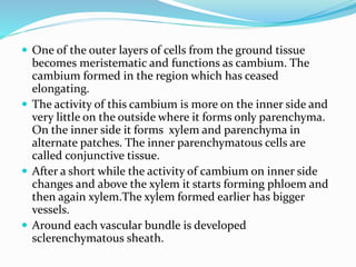  One of the outer layers of cells from the ground tissue
becomes meristematic and functions as cambium. The
cambium formed in the region which has ceased
elongating.
 The activity of this cambium is more on the inner side and
very little on the outside where it forms only parenchyma.
On the inner side it forms xylem and parenchyma in
alternate patches. The inner parenchymatous cells are
called conjunctive tissue.
 After a short while the activity of cambium on inner side
changes and above the xylem it starts forming phloem and
then again xylem.The xylem formed earlier has bigger
vessels.
 Around each vascular bundle is developed
sclerenchymatous sheath.
 