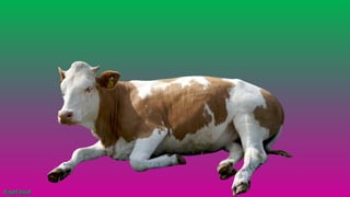 #agrfaisal#agrfaisal
 