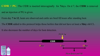 CIDR + PGCIDR + PG: The CIDR is inserted intravaginally for 7days. On d 7, the CIDR is removed
and an injection of PG is given.
From day 7 to 12, heats are observed and cattle are bred 12 hours after standing heat.
The CIDR added to this protocol helps those heifers that did not have at least a 5day old CL.
It also decreases the number of days for heat detection.
00 dayday 1313dayday
PGF 2PGF 2αα
77 dayday
Heat detect and AIHeat detect and AI
CIDR
#agrfaisal#agrfaisal
 