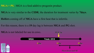 MGA + PGMGA + PG: MGA is a feed additive progestin product.
MGA is very similar to the CIDR; the duration for treatment varies by 7days.
Heifers coming off of MGA have a first heat that is infertile.
For this reason, there is a 19 day lag is between MGA and PG shot.
MGA is not labeled for use in cows.
00 dayday 3939dayday
PGF 2PGF 2αα
3333dayday
Heat detect and AIHeat detect and AI
Treat. 19 DMGA
#agrfaisal#agrfaisal
 