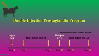 Inject
PGF Heat detect and AI
Day 11
Reinject
PGF Heat detect and AI
Day 22 Day 55 Day 1515 Day 1616 Day 1919
- Cow not inseminated since first PGF injection -
Double Injection Prostaglandin ProgramDouble Injection Prostaglandin Program
#agrfaisal#agrfaisal
 