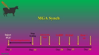 Stop
feeding
Day 11
GnRH
Day 1414 Day 2626 Day 3333 Day 3434
Inject
PGF
MGA(0.5mg/head/day
)
Sub fertile
heat
PGFα2 Heat +
AI
MGA SynchMGA Synch
#agrfaisal#agrfaisal
 