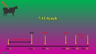 PGF
Day 11
PGF
Day 77 Day 1818 Day 1919 Day 2222
MGA(0.5mg/head/day
)
GnRH
Heat +
AI
Day 1111
7-11 Synch7-11 Synch
#agrfaisal#agrfaisal
 