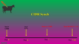 PGF
Injection
Day 00
Remove CIDR
Day 66 Day 77 Day 7-127-12
Heat DETECT + AIInsert
CIDR
CIDR SynchCIDR Synch
#agrfaisal#agrfaisal
 