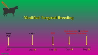 GnRH
Day 11 Day 1515 Day 2424 Day 2626
PGF
Day 2222
Setup
PGF
Heat Detect And AI Or Timed
Insemination 72-80 Hours
Modified Targeted BreedingModified Targeted Breeding
#agrfaisal#agrfaisal
 
