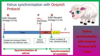 EstrusEstrus
synchronizationsynchronization
with Ovsynchwith Ovsynch
Protocol GPGProtocol GPG
7days7days
 
