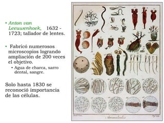 Biología Celular
Introducción al estudio de la Célula
• Anton van
Leeuwenhoek, 1632 -
1723; tallador de lentes.
• Fabricó numerosos
microscopios logrando
ampliación de 200 veces
el objetivo.
• Agua de charca, sarro
dental, sangre.
Solo hasta 1830 se
reconoció importancia
de las células.
 