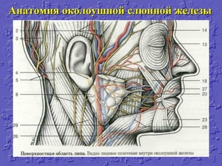 Анатомия околоушной слюнной железыАнатомия околоушной слюнной железы
 