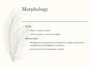 Morphology
– Gross
– Enlarged and heavy organ
– E.g. heart of a pt. with hypertrophy (700-800 gm.) compared to
normal (350...