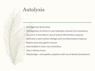 3. cell injury, adaptation, ageing and death | PPTX