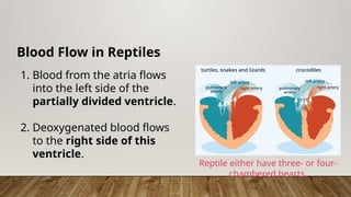 Blood Flow in Reptiles
1. Blood from the atria flows
into the left side of the
partially divided ventricle.
2. Deoxygenated blood flows
to the right side of this
ventricle.
Reptile either have three- or four-
chambered hearts.
 