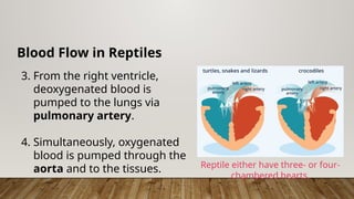 Blood Flow in Reptiles
3. From the right ventricle,
deoxygenated blood is
pumped to the lungs via
pulmonary artery.
4. Simultaneously, oxygenated
blood is pumped through the
aorta and to the tissues. Reptile either have three- or four-
chambered hearts.
 
