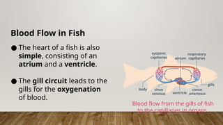 Blood Flow in Fish
● The heart of a fish is also
simple, consisting of an
atrium and a ventricle.
● The gill circuit leads to the
gills for the oxygenation
of blood.
Blood flow from the gills of fish
to the capillaries in organs.
 