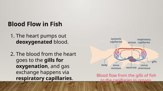 Blood Flow in Fish
1. The heart pumps out
deoxygenated blood.
2. The blood from the heart
goes to the gills for
oxygenation, and gas
exchange happens via
respiratory capillaries.
Blood flow from the gills of fish
to the capillaries in organs.
 