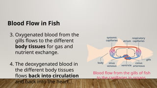 Blood Flow in Fish
3. Oxygenated blood from the
gills flows to the different
body tissues for gas and
nutrient exchange.
4. The deoxygenated blood in
the different body tissues
flows back into circulation
and back into the heart.
Blood flow from the gills of fish
to the capillaries in organs.
 