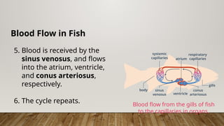 Blood Flow in Fish
5. Blood is received by the
sinus venosus, and flows
into the atrium, ventricle,
and conus arteriosus,
respectively.
6. The cycle repeats. Blood flow from the gills of fish
to the capillaries in organs.
 