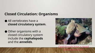 Closed Circulation: Organisms
● All vertebrates have a
closed circulatory system.
● Other organisms with a
closed circulatory system
include the cephalopods
and the annelids.
Cephalopods have a closed
circulatory system.
 