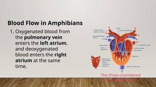 Blood Flow in Amphibians
1. Oxygenated blood from
the pulmonary vein
enters the left atrium,
and deoxygenated
blood enters the right
atrium at the same
time.
The three-chambered
amphibian heart
 