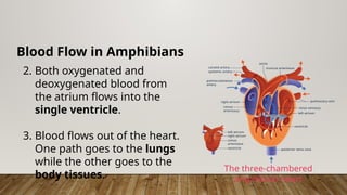 Blood Flow in Amphibians
2. Both oxygenated and
deoxygenated blood from
the atrium flows into the
single ventricle.
3. Blood flows out of the heart.
One path goes to the lungs
while the other goes to the
body tissues.
The three-chambered
amphibian heart
 