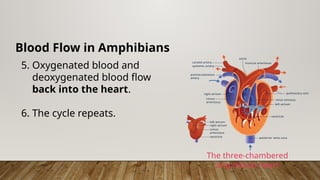 Blood Flow in Amphibians
5. Oxygenated blood and
deoxygenated blood flow
back into the heart.
6. The cycle repeats.
The three-chambered
amphibian heart
 