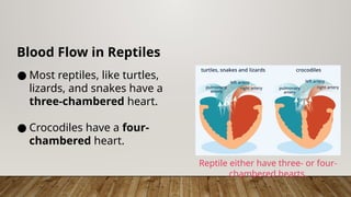 Blood Flow in Reptiles
● Most reptiles, like turtles,
lizards, and snakes have a
three-chambered heart.
● Crocodiles have a four-
chambered heart.
Reptile either have three- or four-
chambered hearts.
 