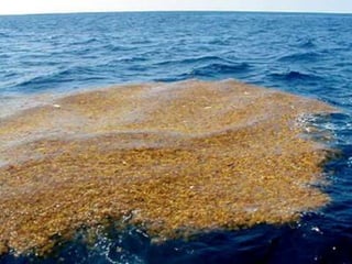 Презентація до уроку природи  3 клас