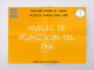 NIVELES DE
ORGANIZACIÓN DEL
DNA
Universidad Autónoma de Coahuila
Facultad de Medicina Unidad Saltillo
Antonio Ariel García Rodríguez
 