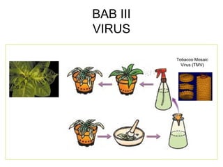 BAB III
VIRUS
Tobacco Mosaic
Virus (TMV)
 