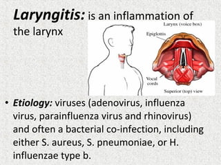 Laryngitis: is an inflammation of
the larynx
• Etiology: viruses (adenovirus, influenza
virus, parainfluenza virus and rhinovirus)
and often a bacterial co-infection, including
either S. aureus, S. pneumoniae, or H.
influenzae type b.
 