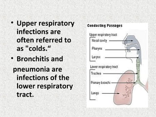 • Upper respiratory
infections are
often referred to
as "colds.“
• Bronchitis and
pneumonia are
infections of the
lower respiratory
tract.
 
